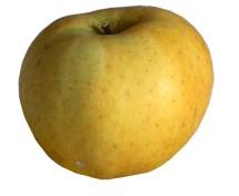 Omme Chanteclerc De France Par 1 Kg